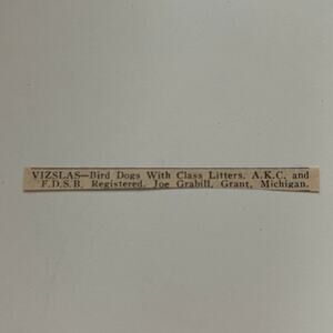 Vizslas Bird Dogs With Class Litters AKC & FDSB Registered 1966 Ad SAH2-S11